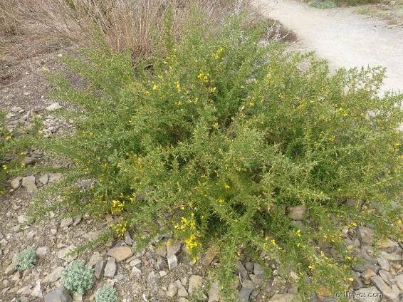 Hlodáš evropský (Ulex europaeus)