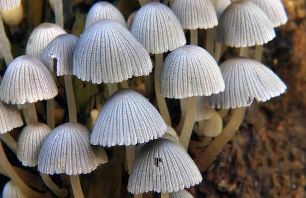 Agaricomycotina