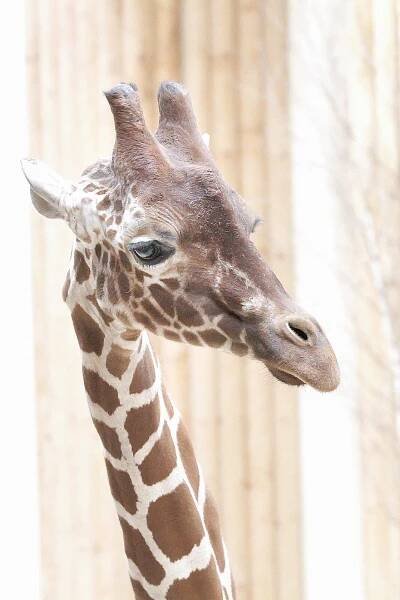 Do safari parku dorazil žirafí samec z Dánska, zoo doufá v obnovení chovu
