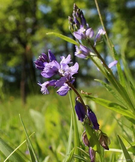 Vítod obecný (Polygala vulgaris)