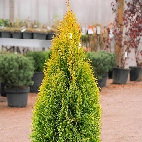 Thuja western Golden Smaragd: popis, fotky, recenze