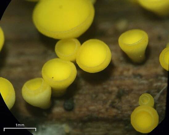 Bisporella citrina: Nejlepší průvodce houbami