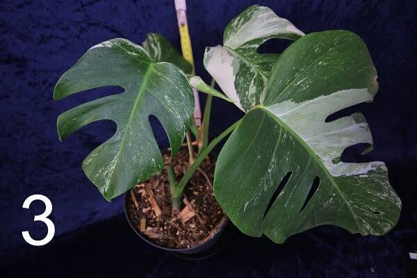 Monstera albo (deliciosa albo variegata)