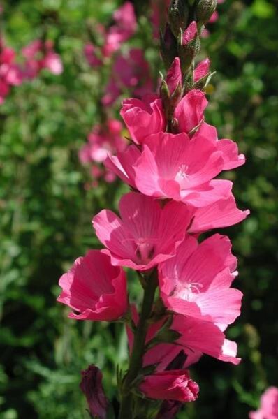 Natural history of checker-mallows of western Oregon - Institute for Applied Ecology