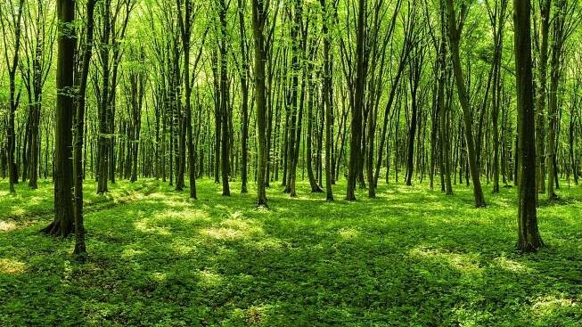 panorama jarního lesa - habr obecný - stock snímky, obrázky a fotky