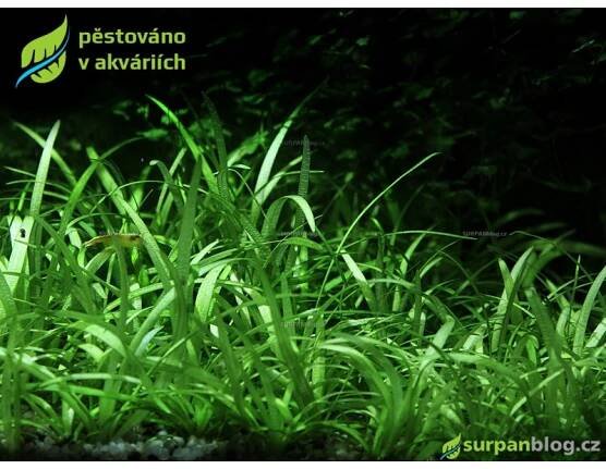 Sagittaria subulata - SURPAN