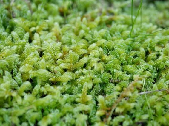 Mosses