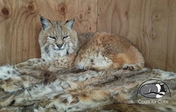 PHOTOS - Coats for CubsCoats for Cubs 