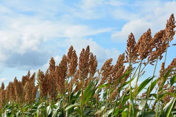 Why 2023 is the International Year of Millets