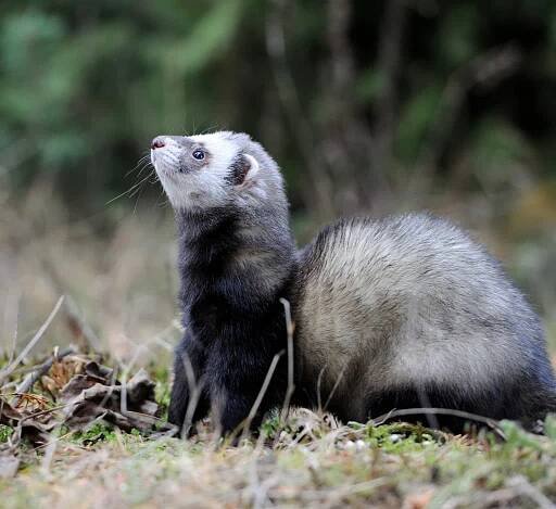 Polecat — Stock obrázek