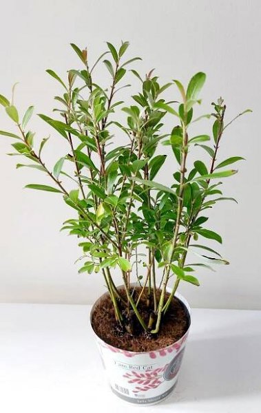 Show details for Salix Mount Aso bush p17 potcover
