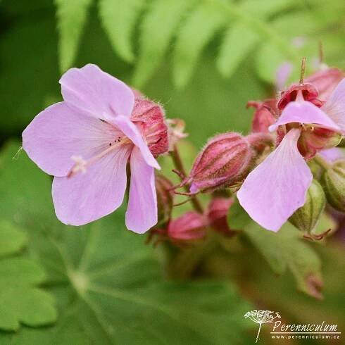 Geranium macrorrhizum 'Ingwersen's Variety'