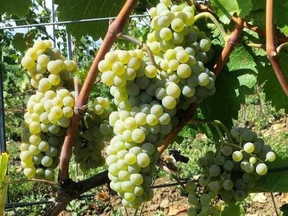 Vitis 'Hibernal'