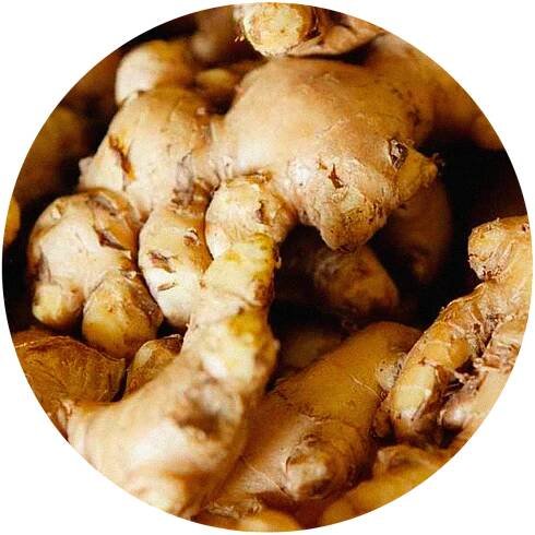 Ginger.png