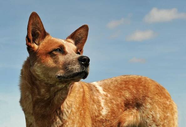 australský dobytek pes - australská kelpie - stock snímky, obrázky a fotky