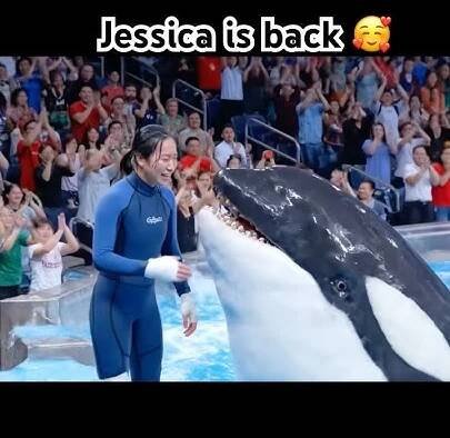 Jessica is Back With Her Orca Heartwarming Reunion #shorts #jessica #orca #oceanlife