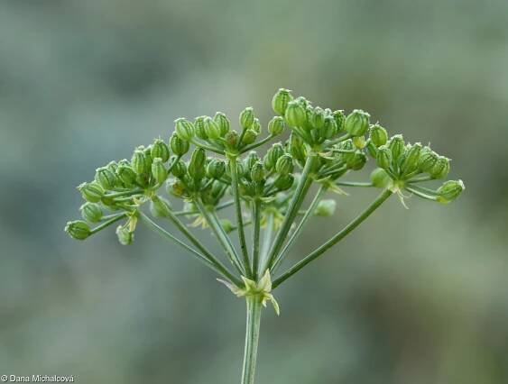 fotografie Conium maculatum (bolehlav plamatý)