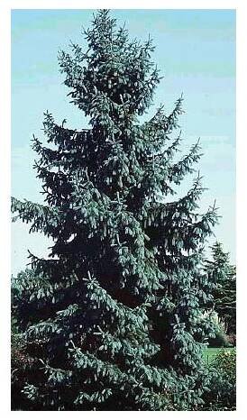 PICEA engelmannii 30 semen
