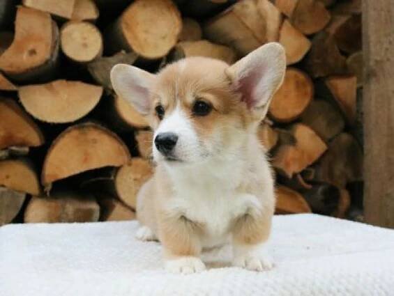 Seriózně.cz, Velšský Corgi štěňata na prodej