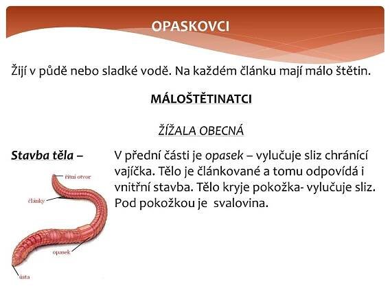 PPT - KROUŽKOVCI PowerPoint Presentation, free download - ID:1995855