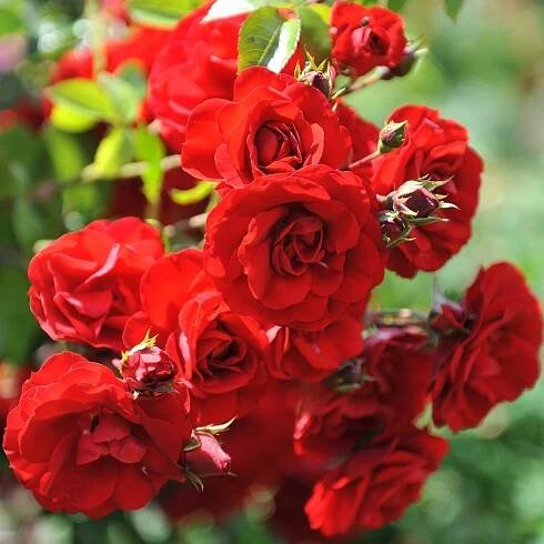 Růže keřová pnoucí Amadeus – Kordes – Rosa – prodej růží