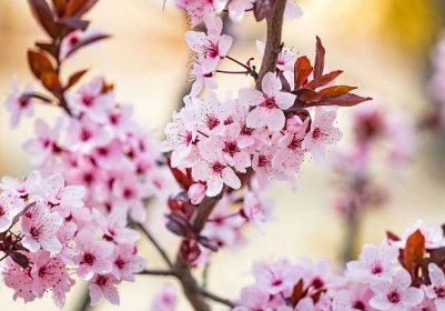 krásné růžové květy fialové listové švestky prunus cerasus cerasifera pissardii tree na jaře. prunus strom květ. okrasný strom v městském parku. - okrasná rostlina - stock snímky, obrázky a fotky