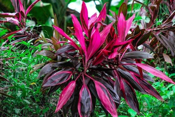 Riego adecuado para Cordyline fruticosa