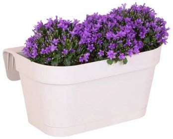 Campanula Addenda - bellflower violet - balcony box white with 3 Campanula in 12cm pot - incl. hanging system - hardy perennial