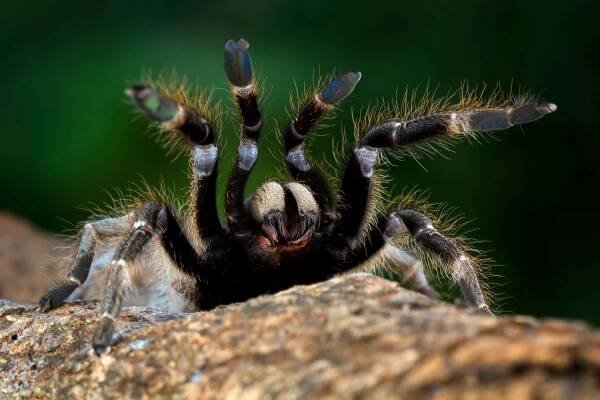 spiders - Smart Value Pest Control
