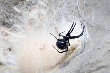 Spider černá vdova: rysy existence. Jak nebezpečné je kousnutí?