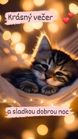 a kitten is laying in a hammock with lights behind it