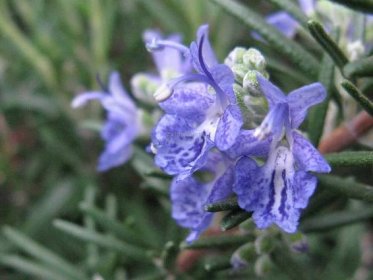 Rosmarinus officinalis " Corsican Blue " - rozmarýn Zahradnictví Krulichovi - zahradnictví, květinářství, trvalky, skalničky