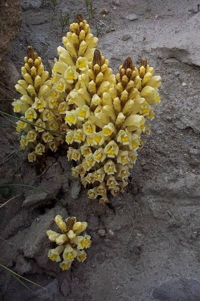 Soubor:Cistanche phelypaea subsp. lutea.jpg