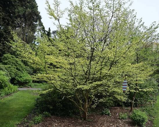 Parrotia persica 'Lamplighter'