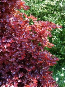 Acer platanoides Crimson Sentry | Listnaté dřeviny |Zahradnictví Franc 