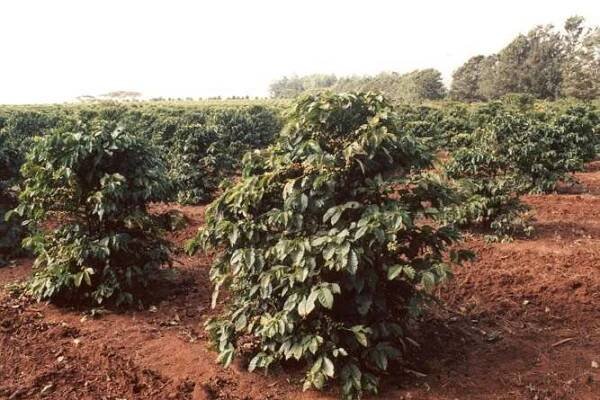 Kávovník arabský (Coffea arabica) - Afrikaonline.cz