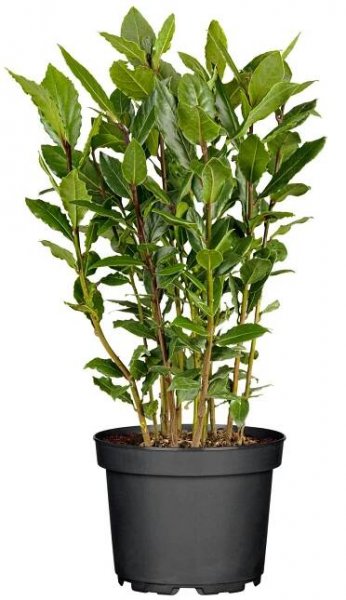 Vavřín vznešený Laurus nobilis; velikost květináče: 13 cm; barva květu: žlutá