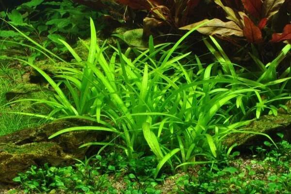 Sagittaria subulata in-vitro 1-2-Grow! » Krevetkárium