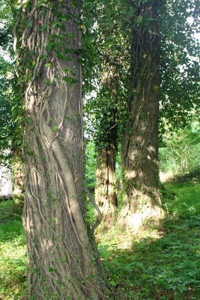 Zámek Hukvaldy – zámecký park - Hukvaldy