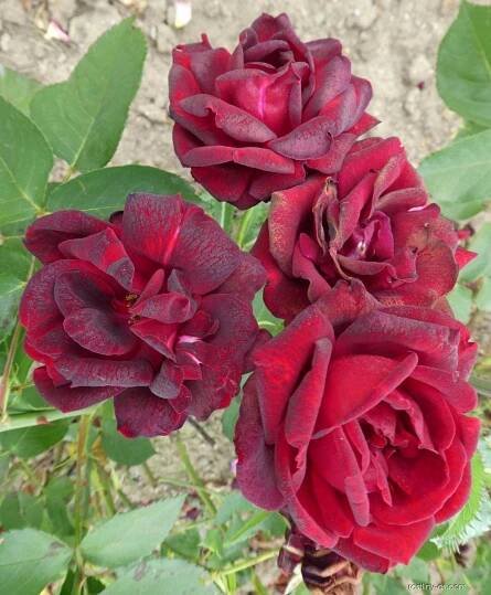 Růže Krymčanka - Mnohokvěté růže (Rosa)