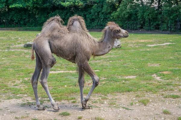 Roztomilá, skotačivá mláďata i zajímaví, vzácní, barevní dospělí na vás čekají venku i uvnitř pražské zoo | iportaL24.cz