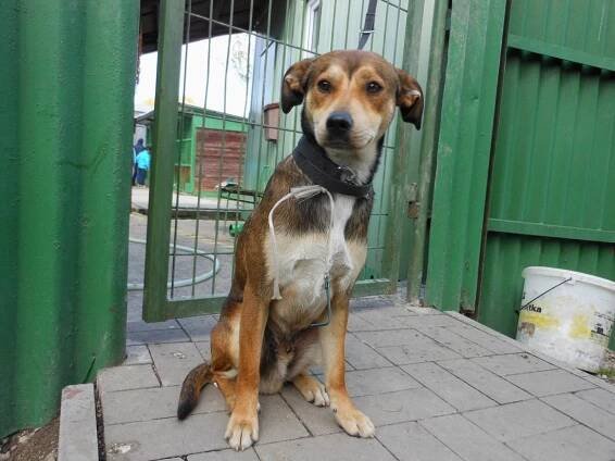Psi k adopci z útulků, azylů a neziskových organizací