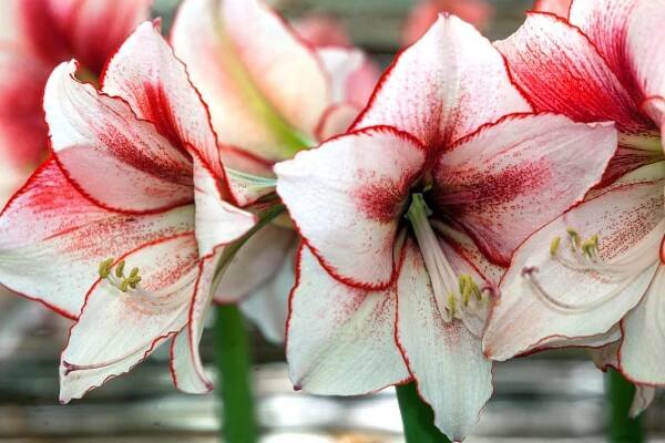 Amaryllis Pictures - National Garden Bureau