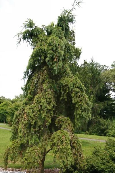 Soubor:Pseudotsuga menziesii Pendula 2zz.jpg – Wikipedie