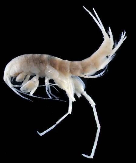 Specimens — Andrew G. Cannizzaro