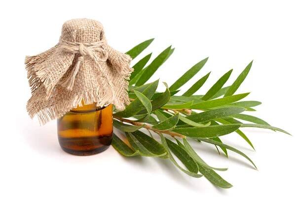 Tea tree olej pomůže proti infekcím a při kožních obtížích - léčit.cz