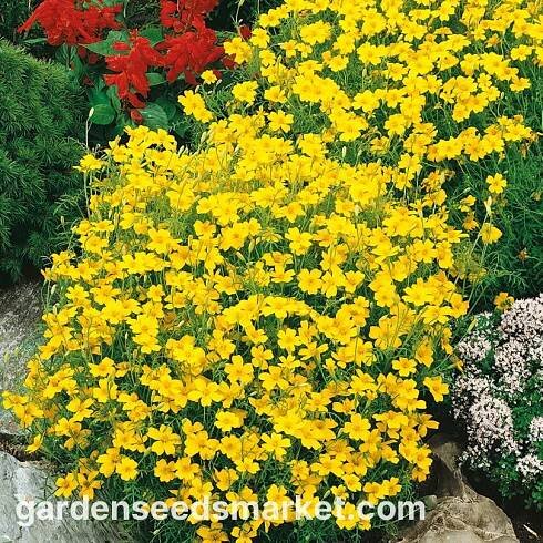 Aksamitník jemnolistý - Lulu - citronově žlutý - Tagetes tenuifolia - Citrónově žlutá zářivost, kompaktní elegance - Čerstvá semena