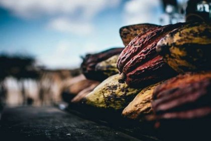 Afričtí farmáři se vracejí k pěstování kakaa. Jeho cena je totiž rekordní