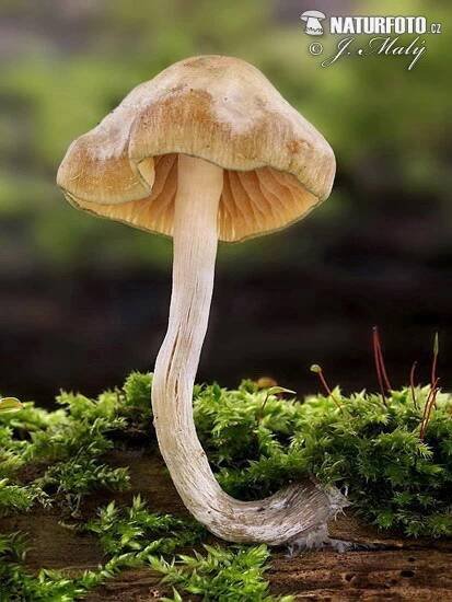 lysohlávka česká | Naturfoto.cz