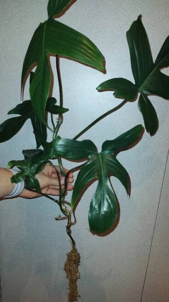Filodendron Florida (green/ghost)